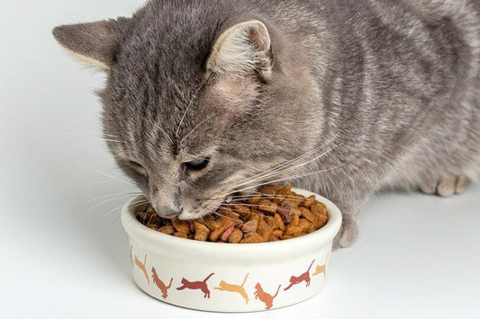 طعام القطط الجاف أم الرطب . ماذا أختار لقططي ؟