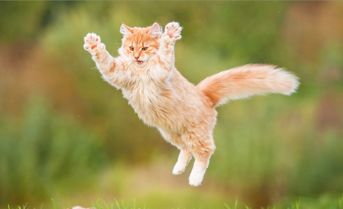 قط يقفز في الهواء