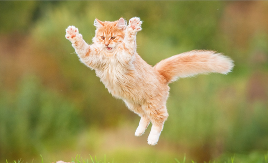 قط يقفز في الهواء