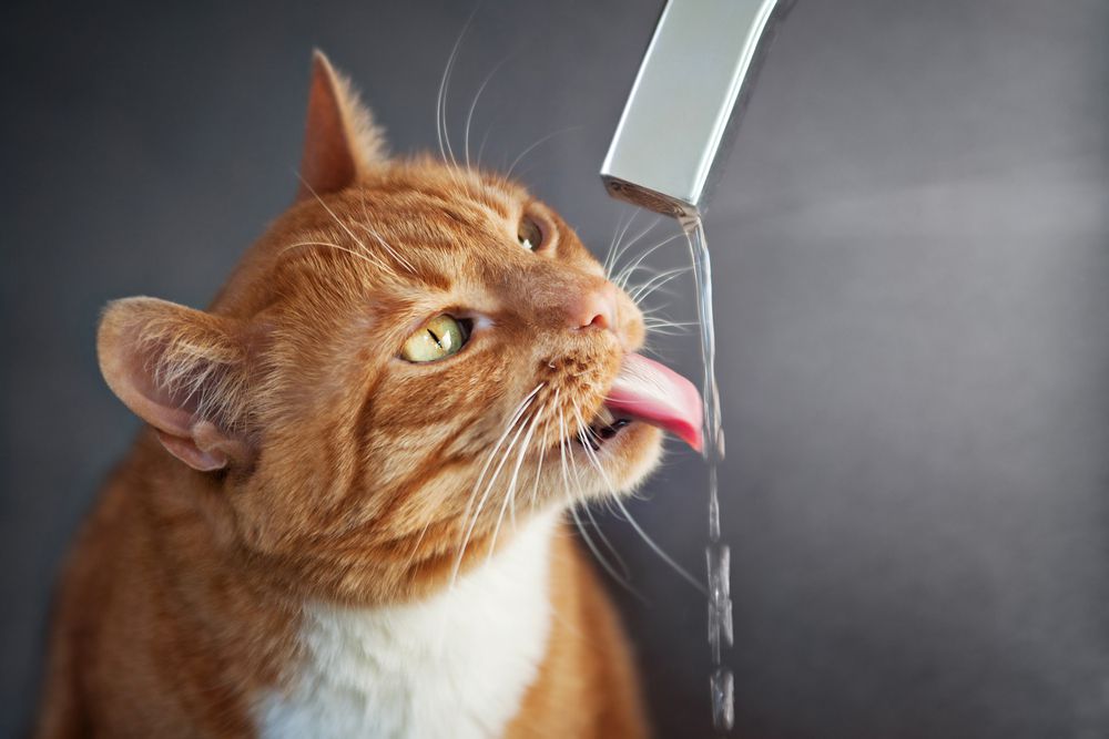 كم كمية الماء التي تحتاجها القطط