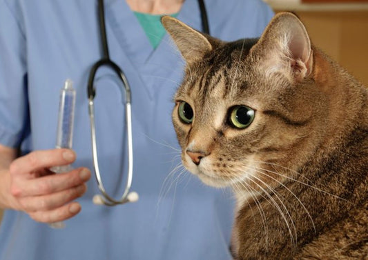 تطعيمات القطط والكلاب